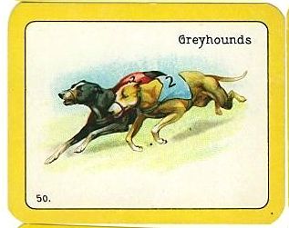 50 Greyhounds